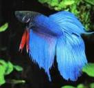 Fumi's Tropical Fish & Pets